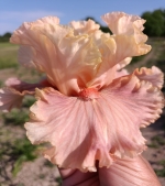 Ірис високий - Australian Rose